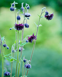 Image result for Aquilegia vulgaris