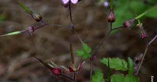Attēlu rezultāti vaicājumam “Geranium robertianum fruit”