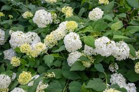 Attēlu rezultāti vaicājumam “Hydrangea arborescens”