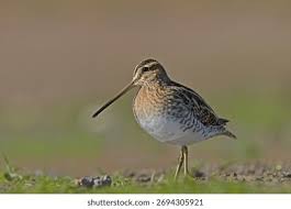 Attēlu rezultāti vaicājumam “Gallinago gallinago”