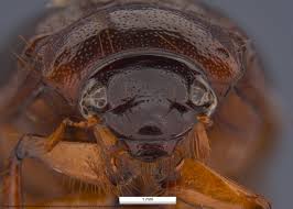 Attēlu rezultāti vaicājumam “Serica brunnea imago”