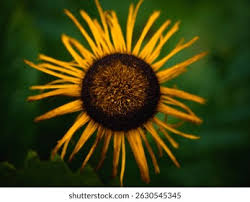 Attēlu rezultāti vaicājumam “Telekia speciosa leaf”