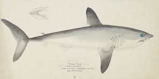 Image result for Lamna nasus