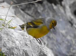 Image result for Carduelis citrinella