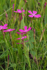 Attēlu rezultāti vaicājumam “Dianthus deltoides”