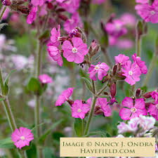 Image result for Silene dioica