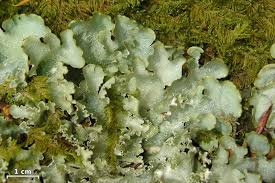 Attēlu rezultāti vaicājumam “Cetrelia sp.”