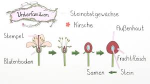 Image result for Rosengewächse