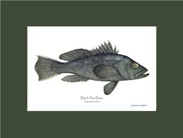 Image result for Centropristis striata