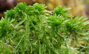 Attēlu rezultāti vaicājumam “Sphagnum quinquefarium”