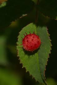 Attēlu rezultāti vaicājumam “Diplolepis bicolor”