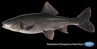 Image result for Mylopharodon conocephalus