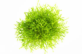 Attēlu rezultāti vaicājumam “Riccia”