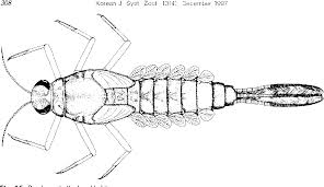 Attēlu rezultāti vaicājumam “Ephemeroptera larvae”
