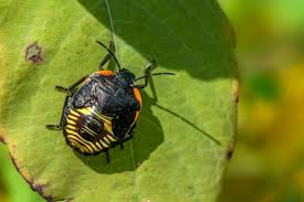 Attēlu rezultāti vaicājumam “Palomena prasina nymph”