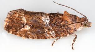 Attēlu rezultāti vaicājumam “Eudemis porphyrana”