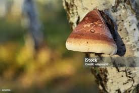 Attēlu rezultāti vaicājumam “Piptoporus betulinus”
