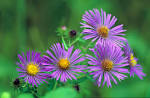 New England aster royalty free - via Daymix