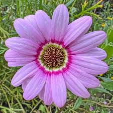 Image result for Dimorphotheca pluvialis