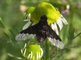 Attēlu rezultāti vaicājumam “Hemipenthes morio”