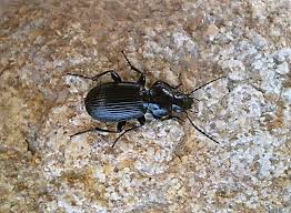 Attēlu rezultāti vaicājumam “Pterostichus aethiops”