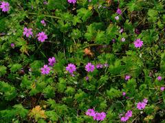 Attēlu rezultāti vaicājumam “Geranium molle”
