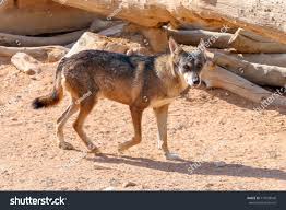 Image result for canis lupus arabs