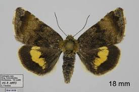 Attēlu rezultāti vaicājumam “Panemeria tenebrata”