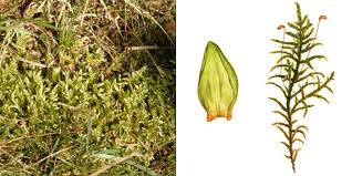 Attēlu rezultāti vaicājumam “Pleurozium schreberi”