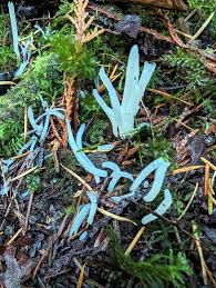 Attēlu rezultāti vaicājumam “Clavaria sphagnicola”