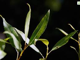 Attēlu rezultāti vaicājumam “Salix triandra leaf”