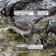 Attēlu rezultāti vaicājumam “Calidris maritima adult”