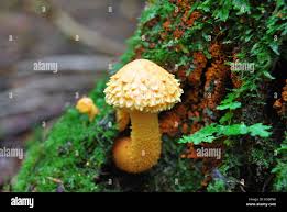 Attēlu rezultāti vaicājumam “Pholiota flammans”