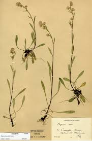 Attēlu rezultāti vaicājumam “Erigeron acris”