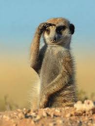 Image result for Chrysoblephus laticeps