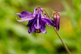 Image result for Akelei