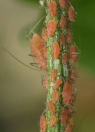 Attēlu rezultāti vaicājumam “Acyrthosiphon”