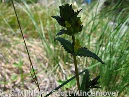 Attēlu rezultāti vaicājumam “Rhinanthus minor leaf”