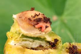 Attēlu rezultāti vaicājumam “Grapholita funebrana larva”