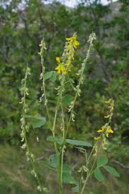 Attēlu rezultāti vaicājumam “Melilotus wolgicus”