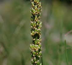 Attēlu rezultāti vaicājumam “Triglochin maritimum”