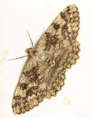 Attēlu rezultāti vaicājumam “Alcis repandata”