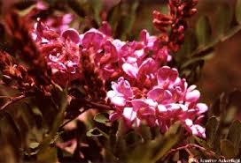 Attēlu rezultāti vaicājumam “Robinia neomexicana”