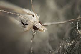 Attēlu rezultāti vaicājumam “Pterophorus pentadactyla”