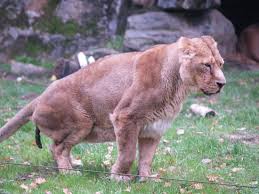 Image result for geeuw