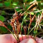 Attēlu rezultāti vaicājumam “Carex digitata fruit”