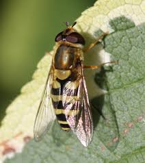 Attēlu rezultāti vaicājumam “Syrphus sp. imago”
