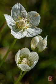 Attēlu rezultāti vaicājumam “Parnassia palustris flower”