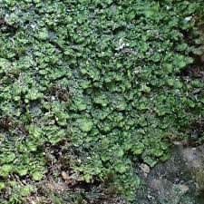 Attēlu rezultāti vaicājumam “Didymodon tophaceus sporophyte”