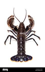 Image result for Homarus gammarus